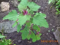 juli14 025.webp