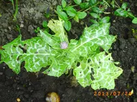 juli14 028.webp