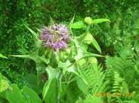 juli14 031.webp