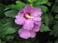 038.webp