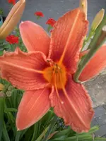 HemeroFulva10_7_13.webp