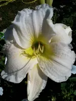 HemGentleShepherd27_7_13.webp