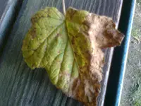 Foto0430.webp