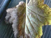 Foto0431.webp