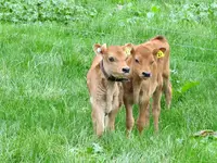 Kalb v.webp