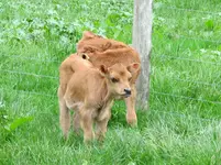 Kalb v (1).webp