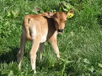 Kalb v (2).webp