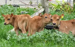 Kalb v (3).webp