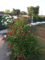 DSCN9233.webp