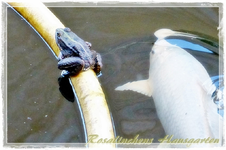 Frosch (2).webp