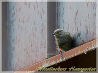 Rotschwänzchen (4).webp