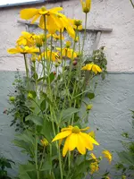 Garten Hartmann 6 005.webp