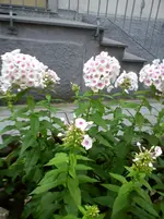 Garten Hartmann 6 001.webp