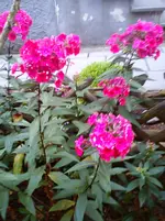 Garten Hartmann 6 003.webp