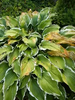 Garten Hartmann 6 007.webp