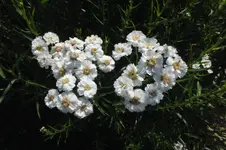 2013_0725Sommer0082.webp