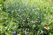 2013_0727Sommer0040 kornblumen.webp