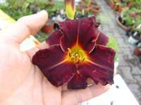 CIMG8570.webp