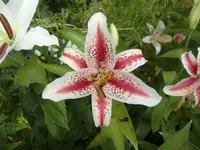 CIMG8799.webp