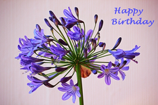 blauer Agapanthus in Blüte.webp