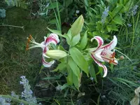 CIMG8552.webp