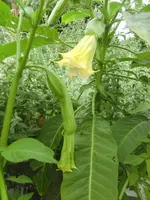 CIMG8830.webp