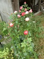CIMG8871.webp