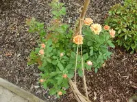 CIMG8856.webp