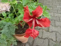 CIMG8817.webp
