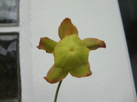 CIMG8824.webp