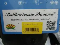 CIMG8780.webp