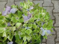 CIMG8782.webp