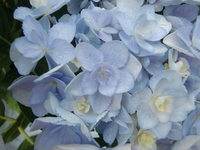 CIMG8789.webp