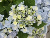 CIMG8786.webp