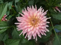 CIMG8821.webp