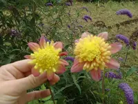 CIMG8864.webp