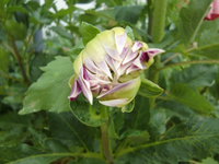 CIMG8834.webp
