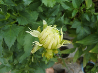 CIMG8835.webp