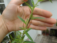 CIMG8887.webp