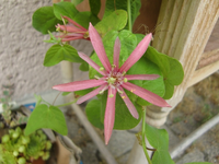 CIMG8855.webp