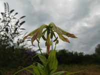 CIMG8868.webp