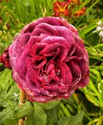 AstridGvH.webp