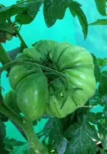 RoterKürbis.webp