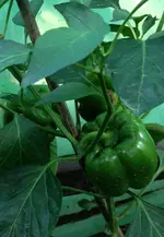 Paprika.webp