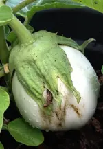 aubergine weiss.webp