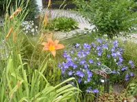 Ballonblumen 29.7..webp