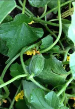Honigmelone1.webp