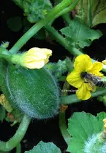 honigmelonen3.webp