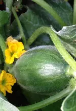 honigmelonen4.webp