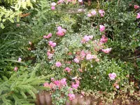 Rose bodendeckend 29.7..webp